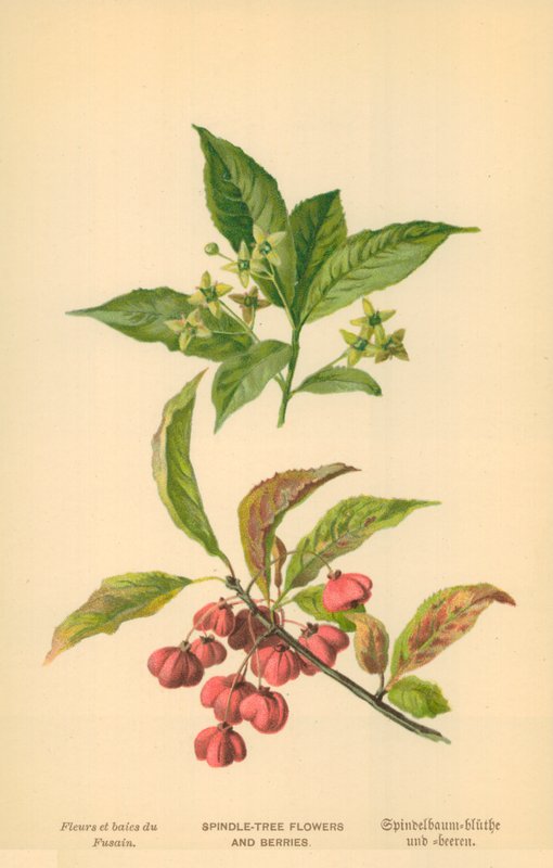 Spindle-Tree Kukat ja marjat tekijältä William Henry James Boot