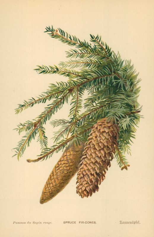 Kuusenkäpyjä tekijältä William Henry James Boot