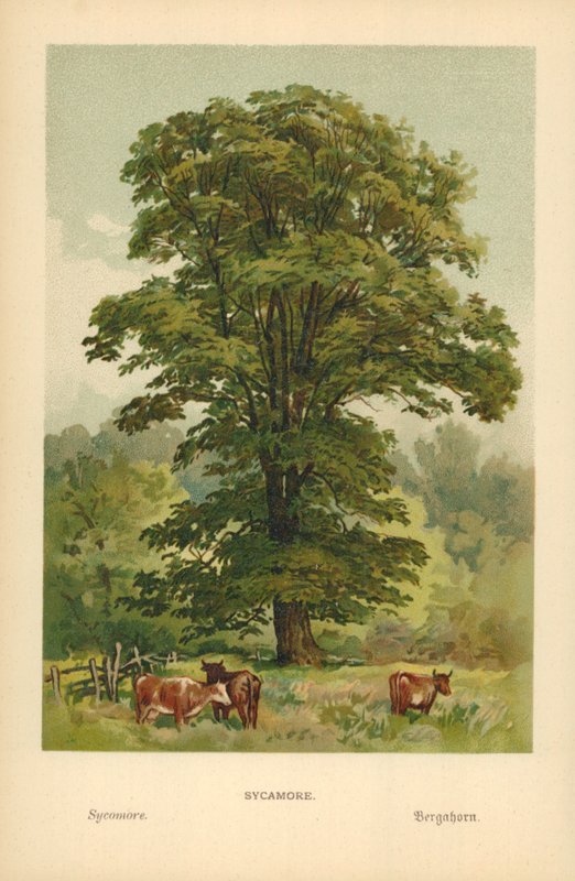 Sycamore tekijältä William Henry James Boot