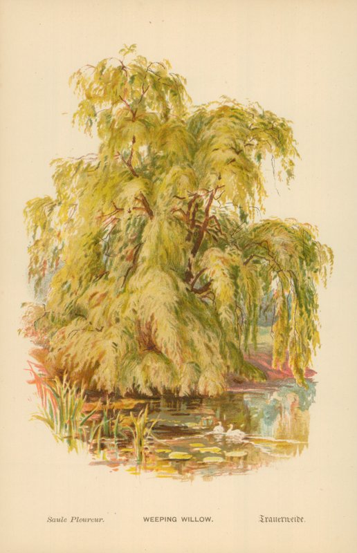 Itkuraita tekijältä William Henry James Boot