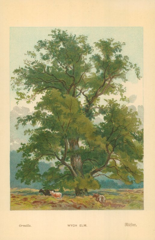 Wych Elm tekijältä William Henry James Boot