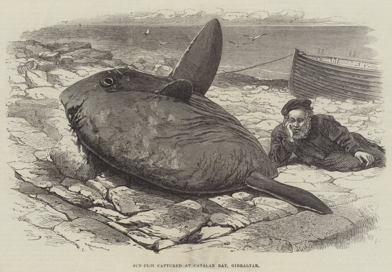 Sun-Fish pyydetty Catalan Bayssä Gibraltarilla tekijältä William Henry Pike