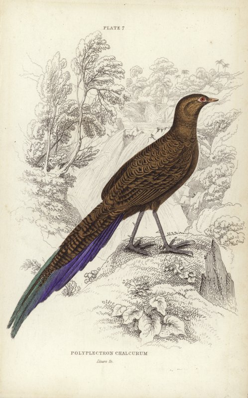 Polyplectron Chalcurum tekijältä William Home Lizars