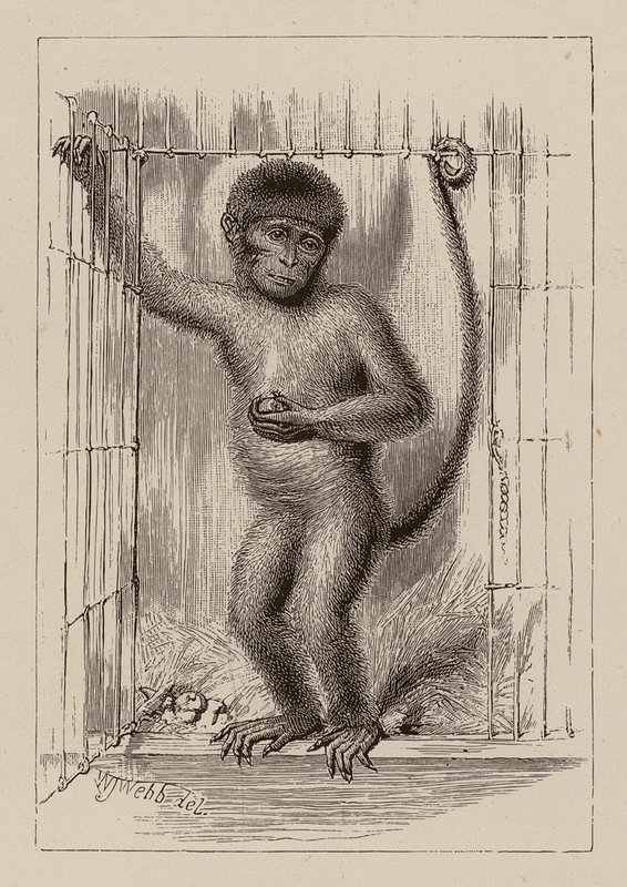 Neekeri-apina (kaiverrus) tekijältä William James Webbe