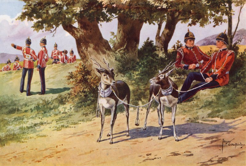 Royal Warwickshiren rykmentin lemmikkiantiloopit tekijältä after Edgar Alfred Holloway