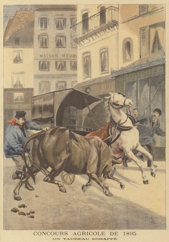 Maatalousnäyttely 1895. Paennut härkä tekijältä after Oswaldo Tofani