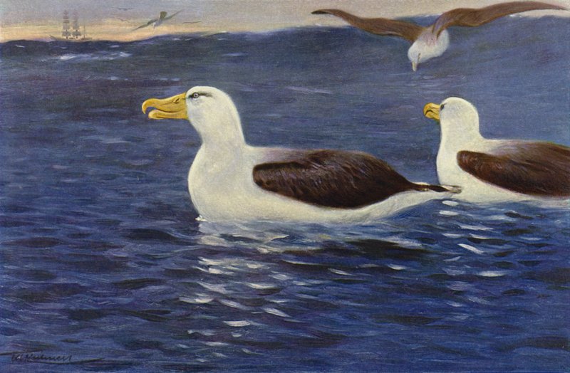 Albatrossi tekijältä after Wilhelm Kuhnert