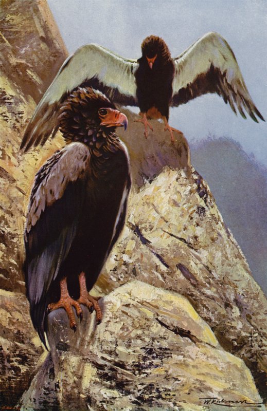 Bateleur Eagle tekijältä after Wilhelm Kuhnert