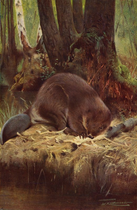 Majava tekijältä after Wilhelm Kuhnert