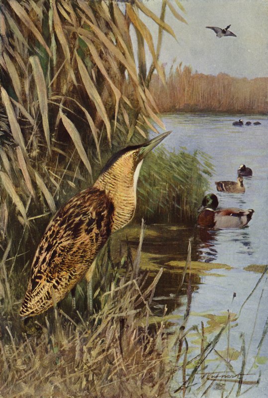 Kaulushaikara tekijältä after Wilhelm Kuhnert