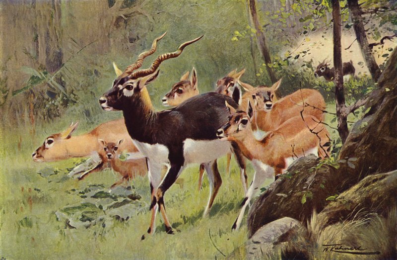Black-Buck tekijältä after Wilhelm Kuhnert