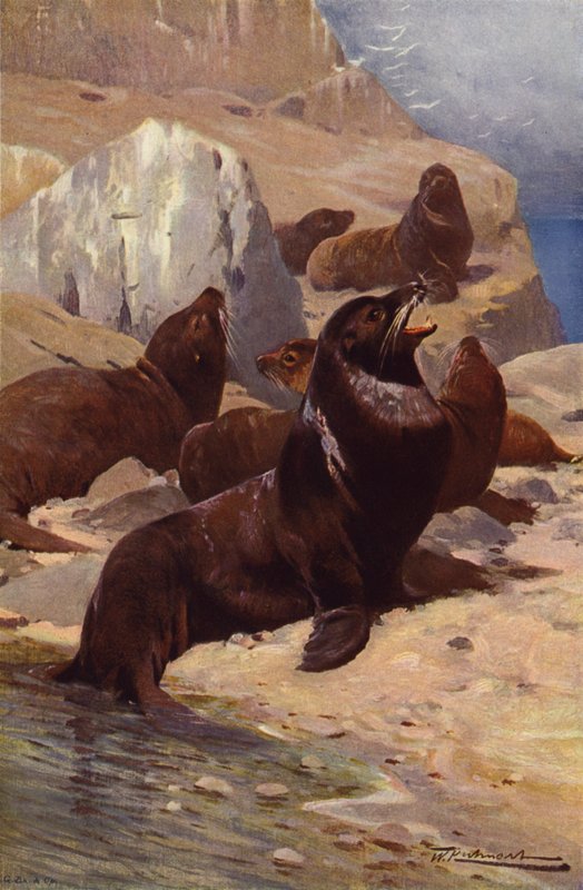 Kalifornian merileijona tekijältä after Wilhelm Kuhnert