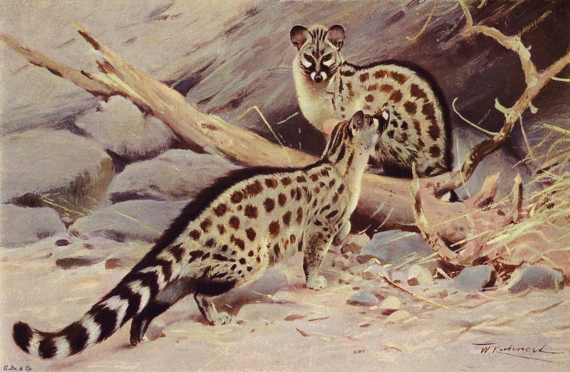 Dongola Genet tekijältä after Wilhelm Kuhnert