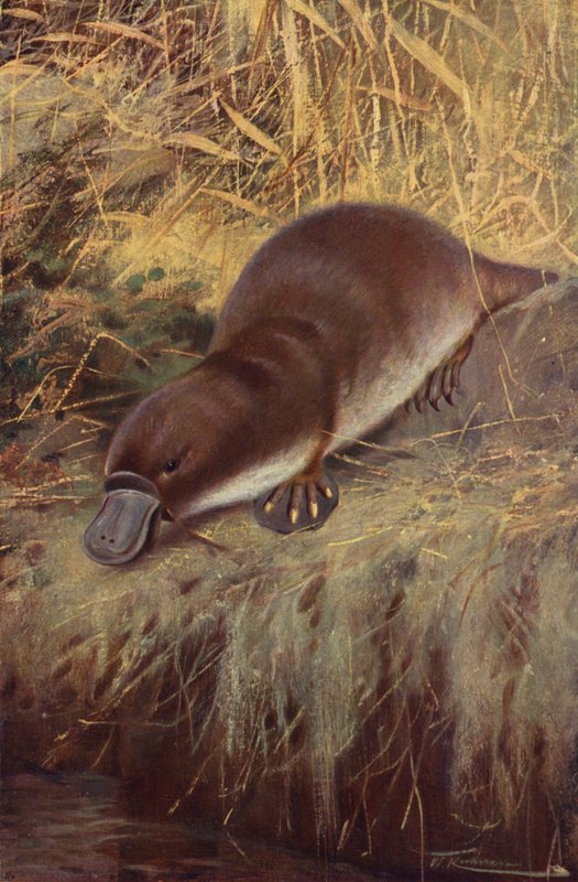 Ankannokka tekijältä after Wilhelm Kuhnert