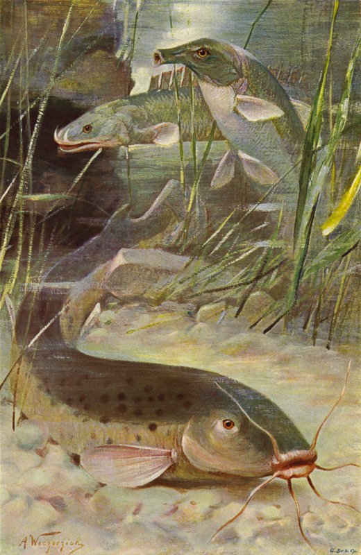 Electric Catfish, Bichir, Trunkfish tekijältä after Wilhelm Kuhnert