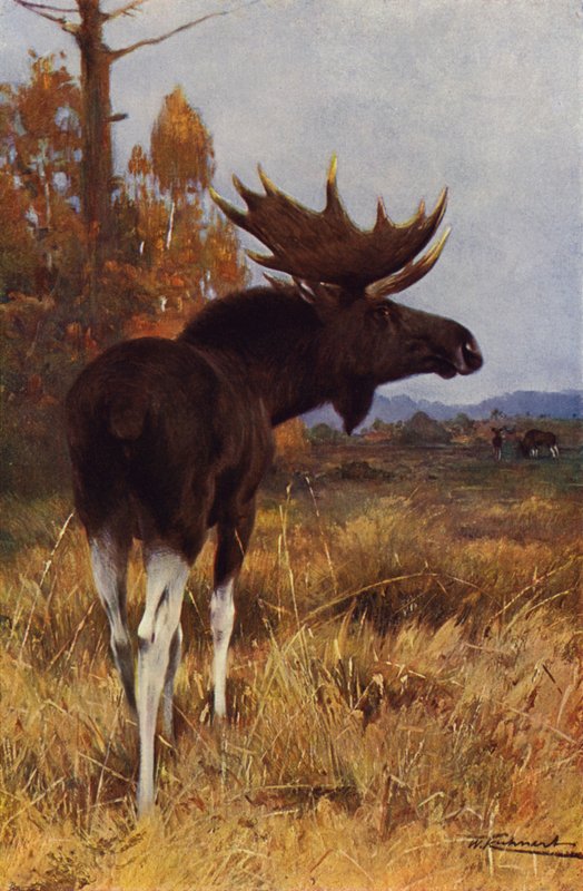 Hirvi tai Hirvi tekijältä after Wilhelm Kuhnert