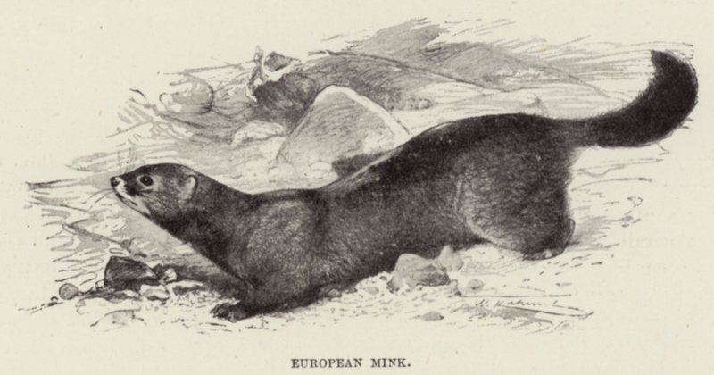 Euroopan minkki tekijältä after Wilhelm Kuhnert