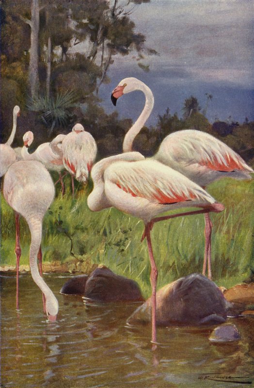 Flamingo tekijältä after Wilhelm Kuhnert