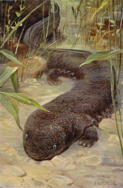 Jättiläinen Salamander tekijältä after Wilhelm Kuhnert