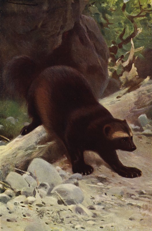 Ahmatti tai Wolverine tekijältä after Wilhelm Kuhnert