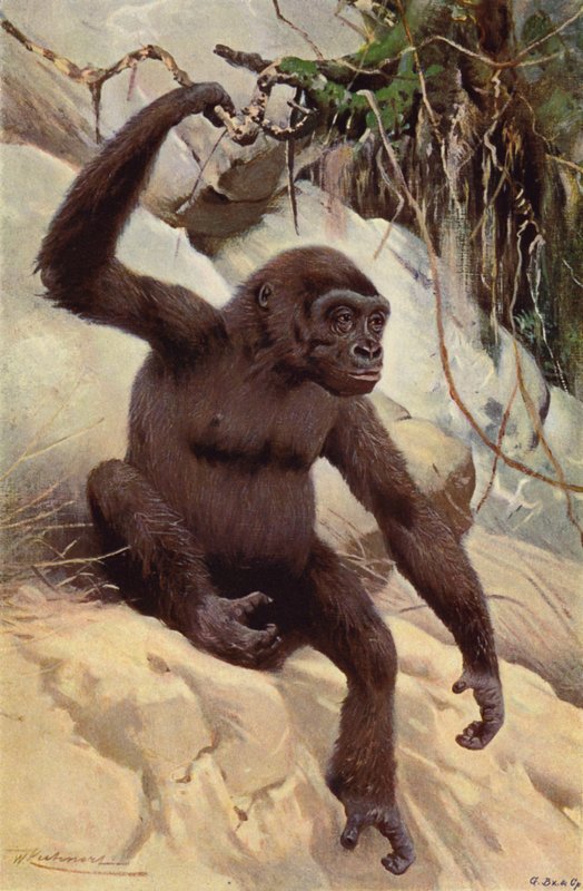 Gorilla tekijältä after Wilhelm Kuhnert