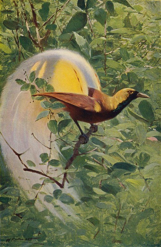 Suuri paratiisin lintu tekijältä after Wilhelm Kuhnert