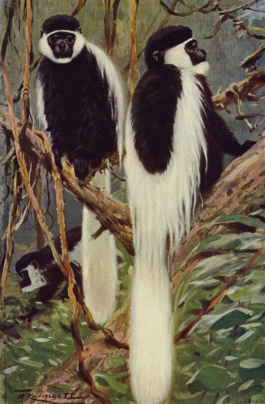 Guereza tekijältä after Wilhelm Kuhnert