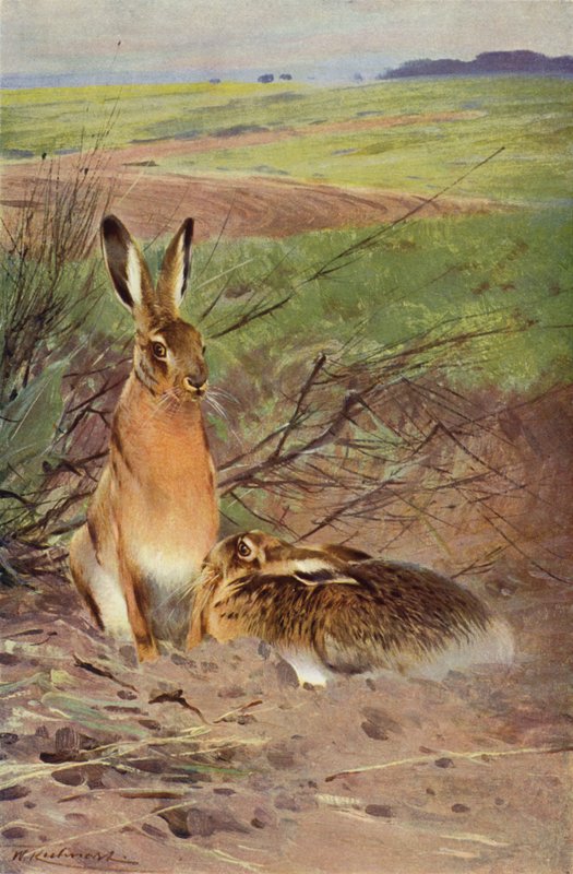 Jänis tekijältä after Wilhelm Kuhnert