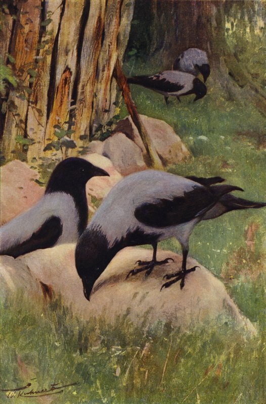 Hupullinen varis tekijältä after Wilhelm Kuhnert