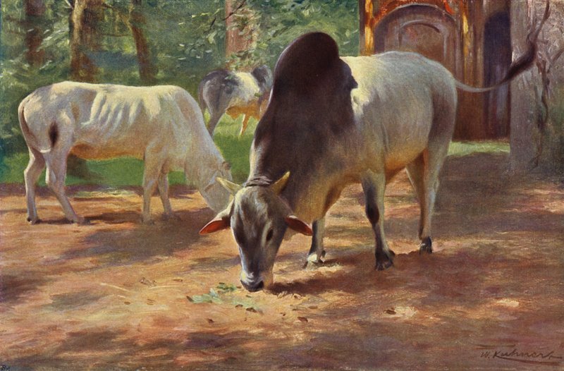 Intian kyttyräkarja tekijältä after Wilhelm Kuhnert