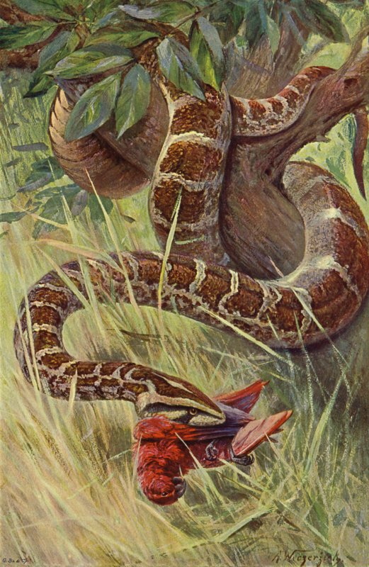Intian Python tekijältä after Wilhelm Kuhnert