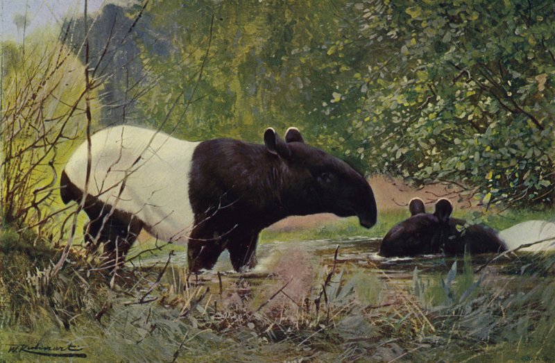 Intialainen tapiiri tekijältä after Wilhelm Kuhnert