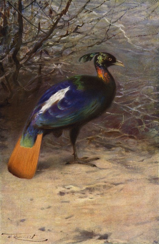 Monal tekijältä after Wilhelm Kuhnert