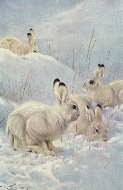 Vuorijänis tekijältä after Wilhelm Kuhnert