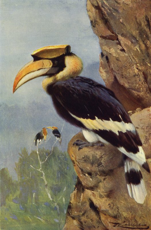 Pied Hornbill tekijältä after Wilhelm Kuhnert