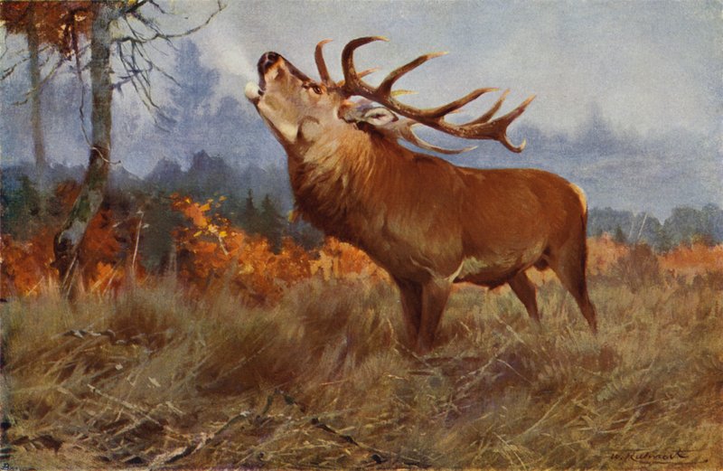 saksanhirvi tekijältä after Wilhelm Kuhnert
