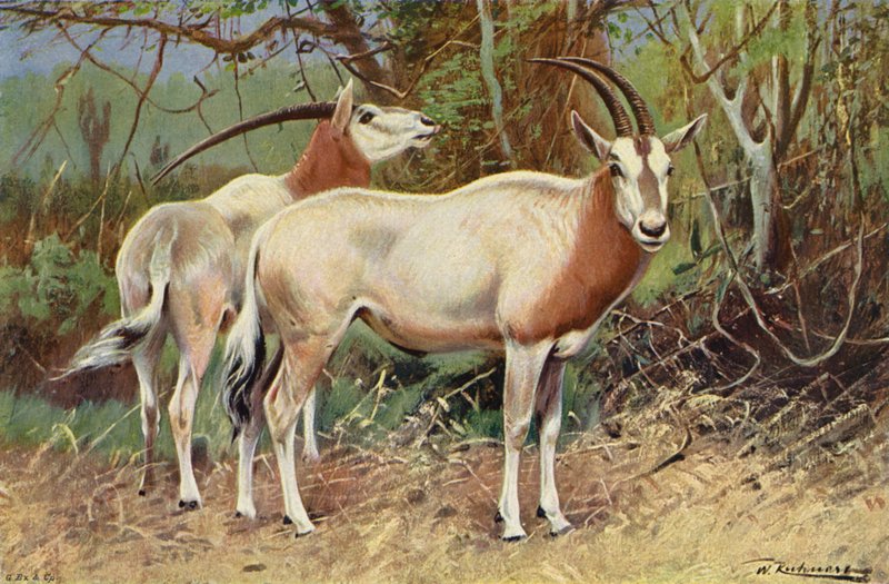 Soopeli antilooppi tekijältä after Wilhelm Kuhnert