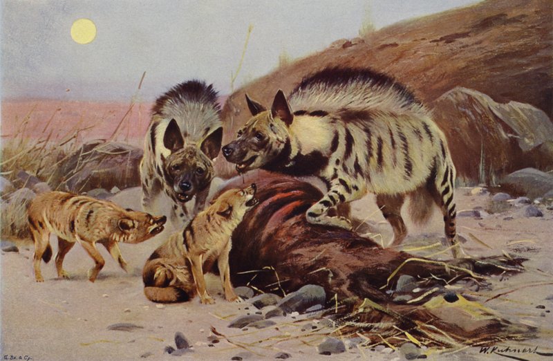 Raidallinen hyena ja sakaali tekijältä after Wilhelm Kuhnert