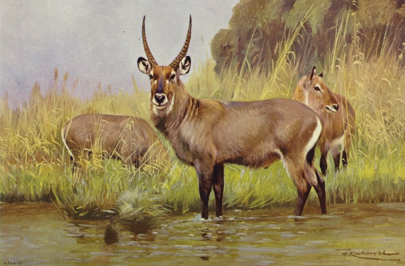 Waterbuck tekijältä after Wilhelm Kuhnert