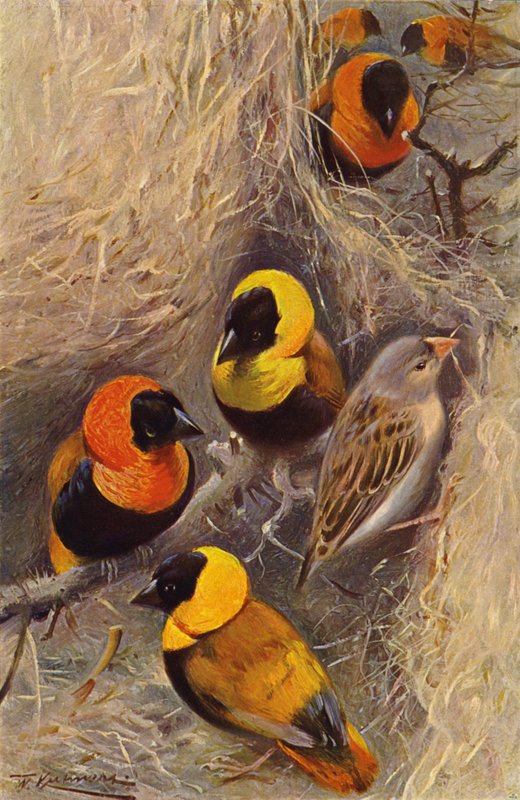 Weaver Birds tekijältä after Wilhelm Kuhnert