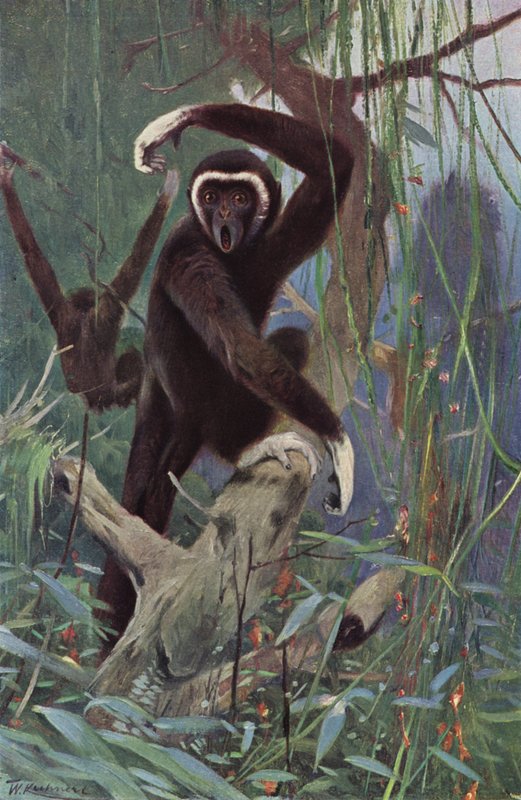 Valkokätinen Gibbon tekijältä after Wilhelm Kuhnert