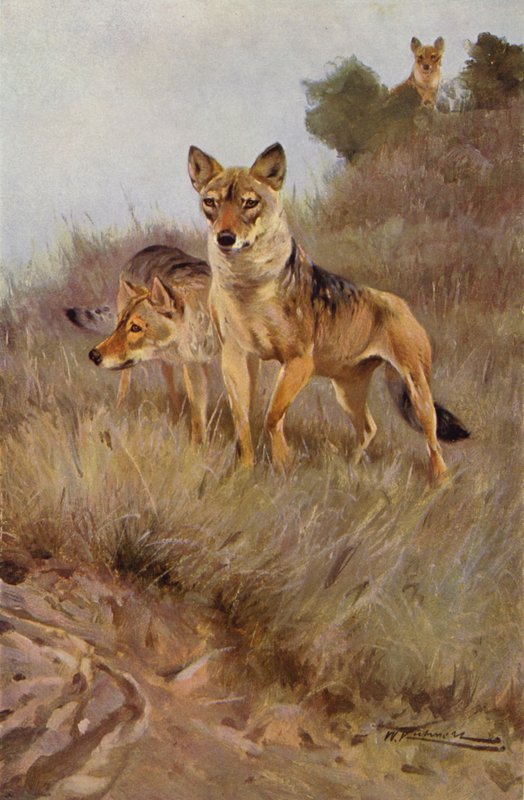Susi tekijältä after Wilhelm Kuhnert