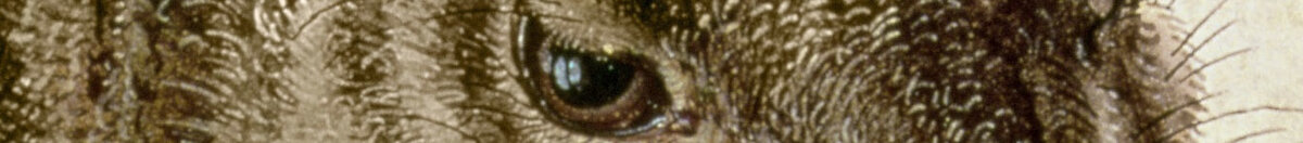 Nuori jänis (Albrecht Dürer), Detail: Kopf mit Auge und Schnurrhaaren