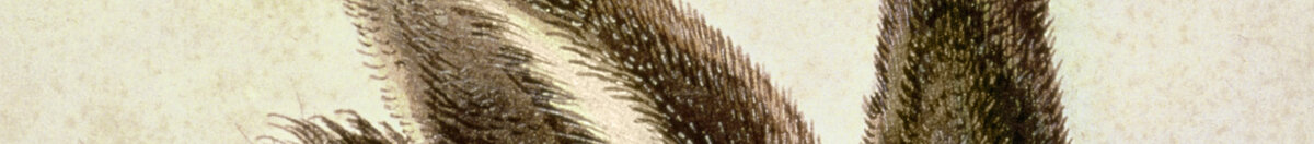 Nuori jänis (Albrecht Dürer), Detail: Aufgerichtete Ohren