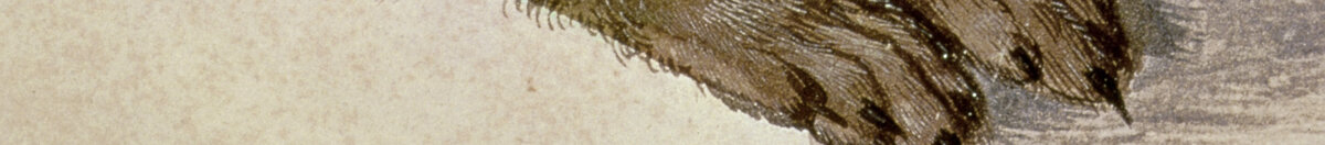 Nuori jänis (Albrecht Dürer), Detail: Vorderpfoten und Brustfell
