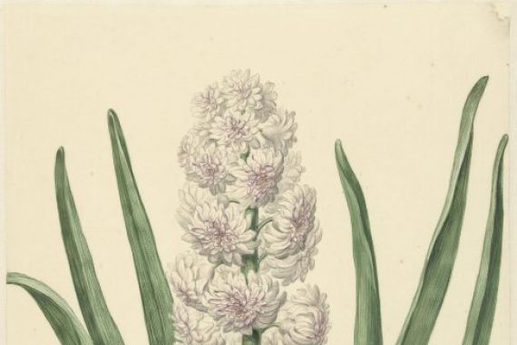 Abraham Hendrik van Beesten