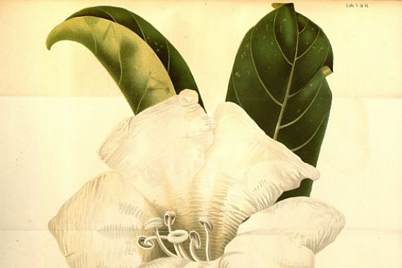 Annales Musei botanici lugduno batavi