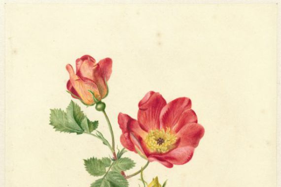 Antoinette Luden