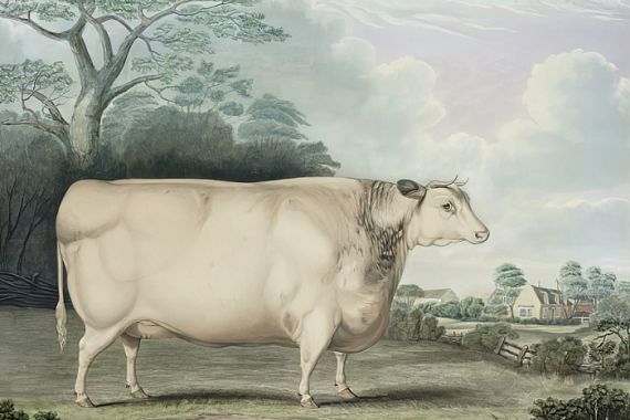 B. Hubbard