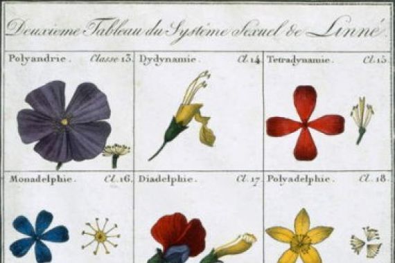 Carl Linnaeus